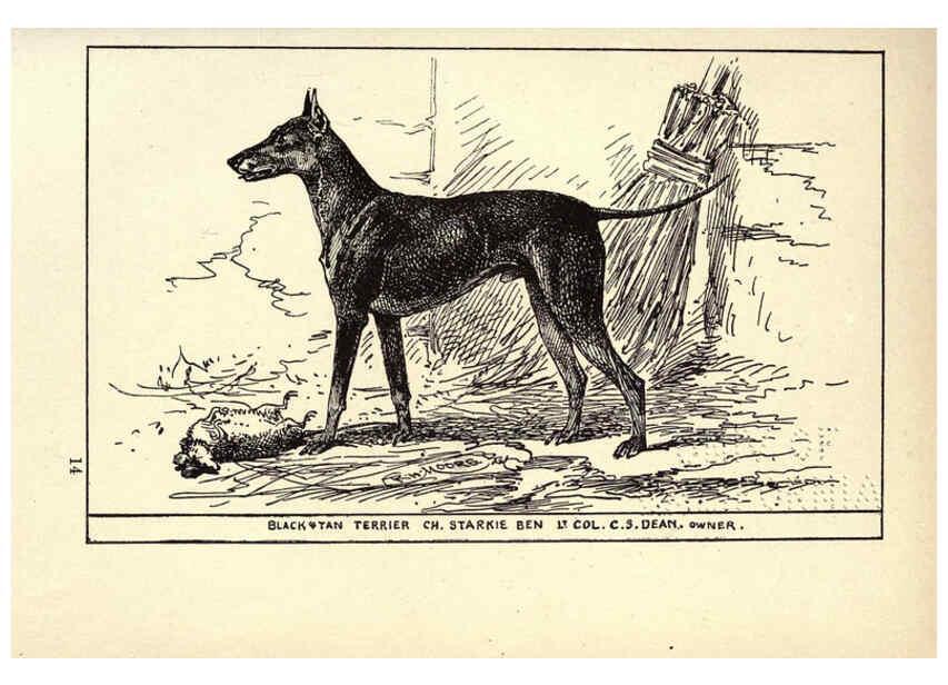 Reproducción/Reproduction 6233745529: All about dogs; a book for doggy people New York,J. Lane,1900
