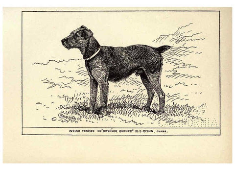 Reproducción/Reproduction 6233745403: All about dogs; a book for doggy people New York,J. Lane,1900