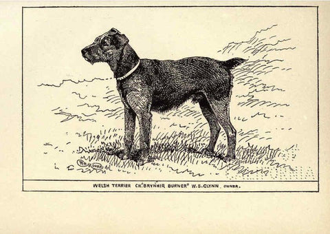 Reproducción/Reproduction 6233745403: All about dogs; a book for doggy people New York,J. Lane,1900