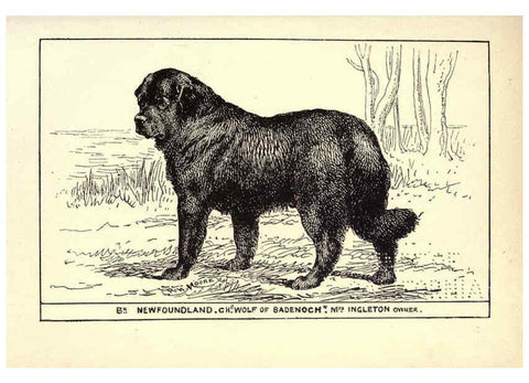 Reproducción/Reproduction 6233742917: All about dogs; a book for doggy people New York,J. Lane,1900