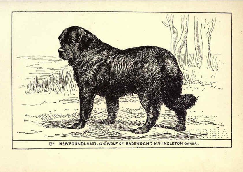 Reproducción/Reproduction 6233742917: All about dogs; a book for doggy people New York,J. Lane,1900