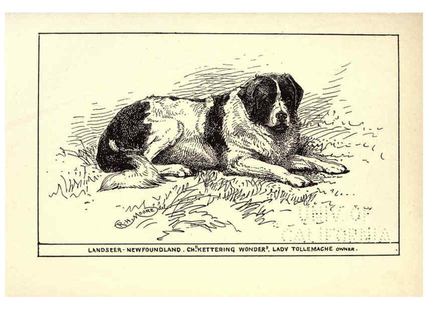 Reproducción/Reproduction 6234267704: All about dogs; a book for doggy people New York,J. Lane,1900