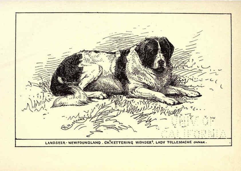 Reproducción/Reproduction 6234267704: All about dogs; a book for doggy people New York,J. Lane,1900