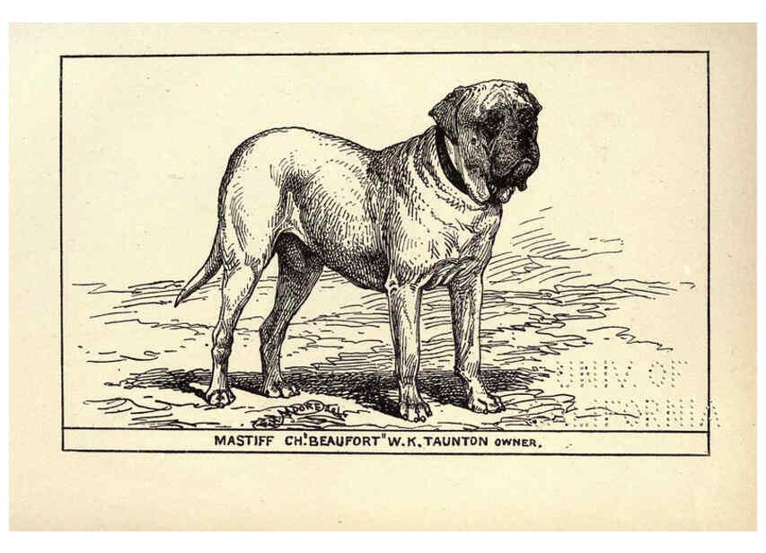 Reproducción/Reproduction 6233743191: All about dogs; a book for doggy people New York,J. Lane,1900