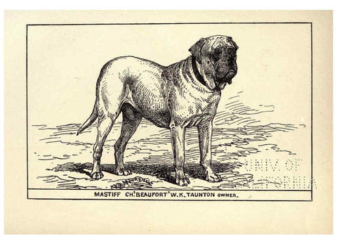 Reproducción/Reproduction 6233743191: All about dogs; a book for doggy people New York,J. Lane,1900