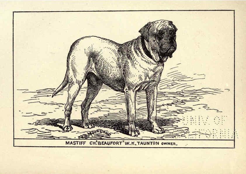 Reproducción/Reproduction 6233743191: All about dogs; a book for doggy people New York,J. Lane,1900