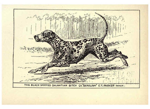 Reproducción/Reproduction 6234267970: All about dogs; a book for doggy people New York,J. Lane,1900