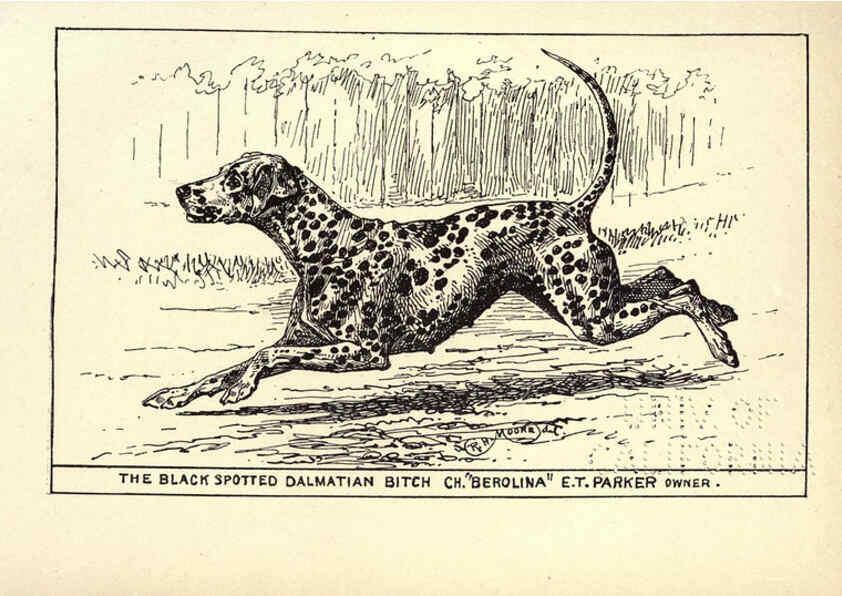 Reproducción/Reproduction 6234267970: All about dogs; a book for doggy people New York,J. Lane,1900