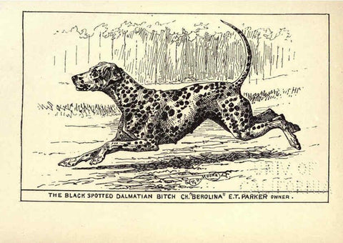 Reproducción/Reproduction 6234267970: All about dogs; a book for doggy people New York,J. Lane,1900