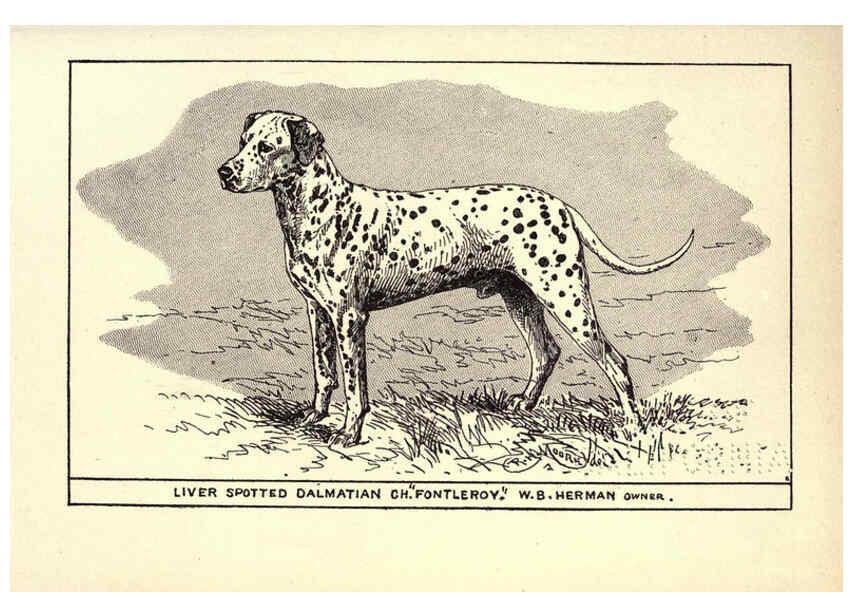 Reproducción/Reproduction 6233743459: All about dogs; a book for doggy people New York,J. Lane,1900
