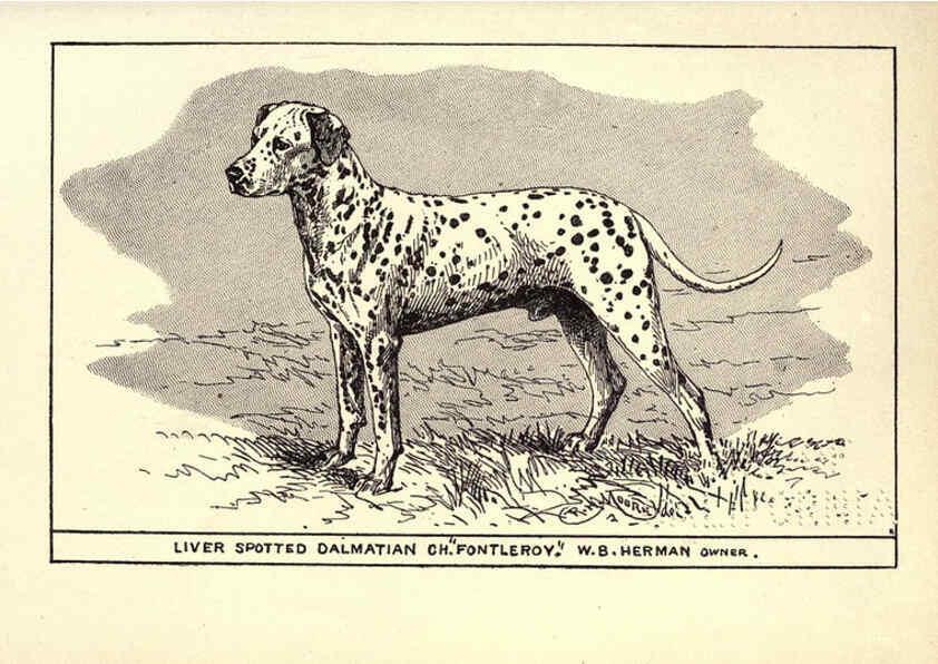 Reproducción/Reproduction 6233743459: All about dogs; a book for doggy people New York,J. Lane,1900