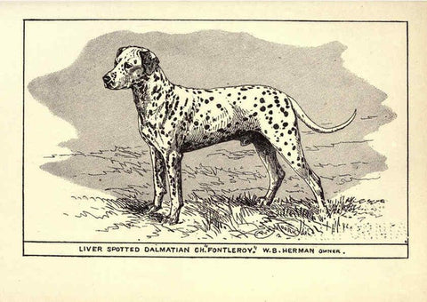 Reproducción/Reproduction 6233743459: All about dogs; a book for doggy people New York,J. Lane,1900