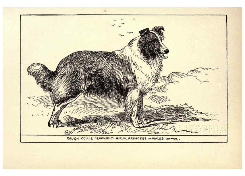 Reproducción/Reproduction 6234268234: All about dogs; a book for doggy people New York,J. Lane,1900