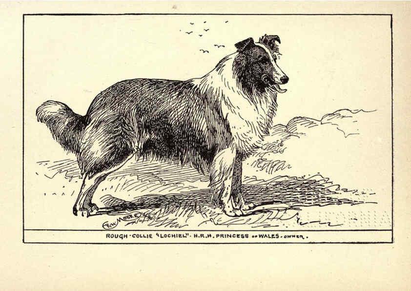 Reproducción/Reproduction 6234268234: All about dogs; a book for doggy people New York,J. Lane,1900