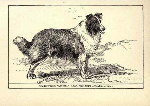 Reproducción/Reproduction 6234268234: All about dogs; a book for doggy people New York,J. Lane,1900
