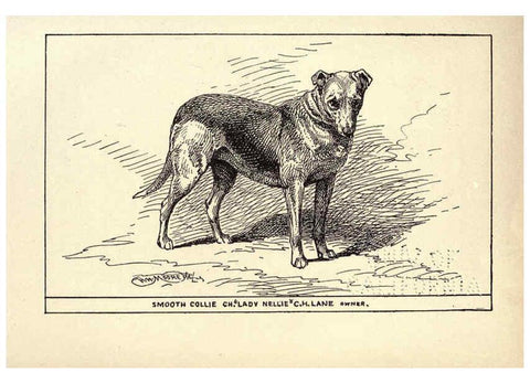 Reproducción/Reproduction 6234268344: All about dogs; a book for doggy people New York,J. Lane,1900