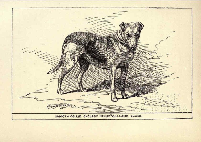 Reproducción/Reproduction 6234268344: All about dogs; a book for doggy people New York,J. Lane,1900
