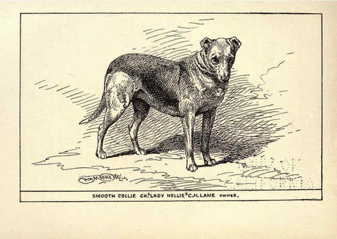 Reproducción/Reproduction 6234268344: All about dogs; a book for doggy people New York,J. Lane,1900