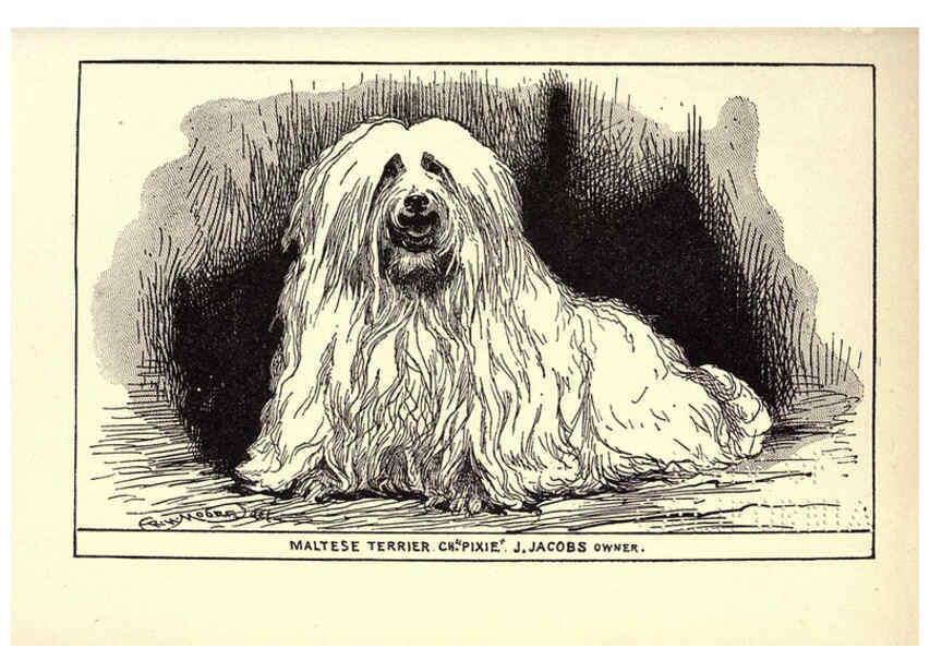 Reproducción/Reproduction 6234272624: All about dogs; a book for doggy people New York,J. Lane,1900