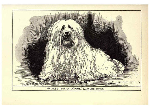 Reproducción/Reproduction 6234272624: All about dogs; a book for doggy people New York,J. Lane,1900
