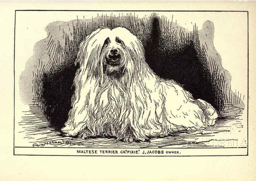 Reproducción/Reproduction 6234272624: All about dogs; a book for doggy people New York,J. Lane,1900