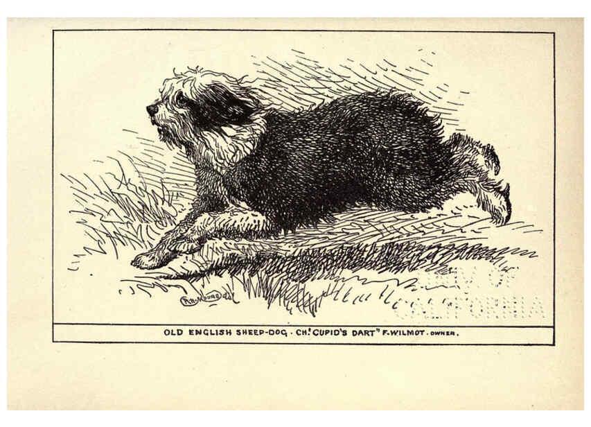 Reproducción/Reproduction 6233743905: All about dogs; a book for doggy people New York,J. Lane,1900