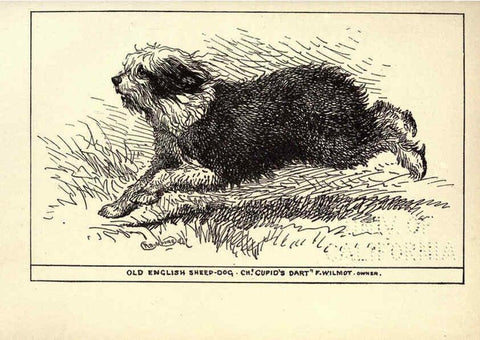 Reproducción/Reproduction 6233743905: All about dogs; a book for doggy people New York,J. Lane,1900