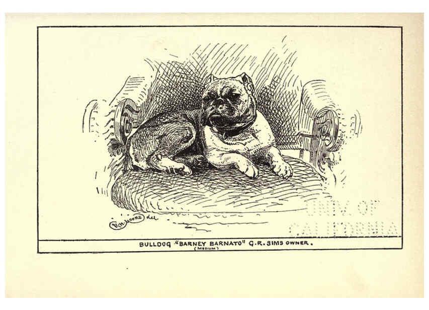 Reproducción/Reproduction 6234268948: All about dogs; a book for doggy people New York,J. Lane,1900