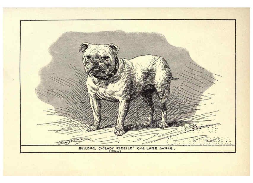 Reproducción/Reproduction 6234269102: All about dogs; a book for doggy people New York,J. Lane,1900