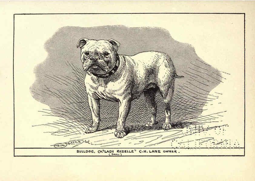 Reproducción/Reproduction 6234269102: All about dogs; a book for doggy people New York,J. Lane,1900