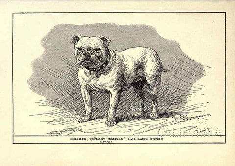 Reproducción/Reproduction 6234269102: All about dogs; a book for doggy people New York,J. Lane,1900