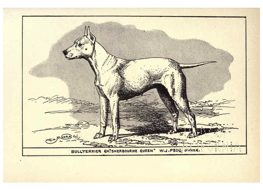 Reproducción/Reproduction 6233744671: All about dogs; a book for doggy people New York,J. Lane,1900