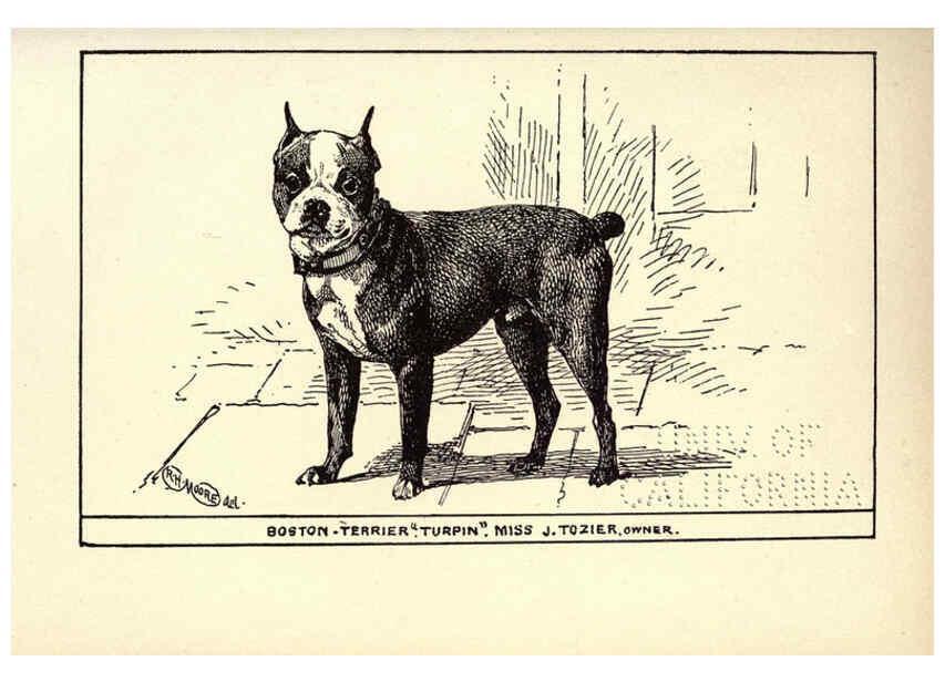 Reproducción/Reproduction 6234269380: All about dogs; a book for doggy people New York,J. Lane,1900
