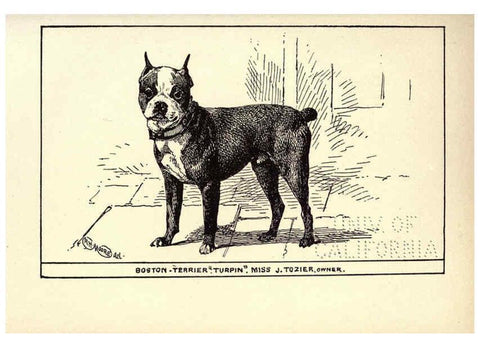 Reproducción/Reproduction 6234269380: All about dogs; a book for doggy people New York,J. Lane,1900