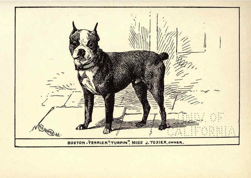 Reproducción/Reproduction 6234269380: All about dogs; a book for doggy people New York,J. Lane,1900