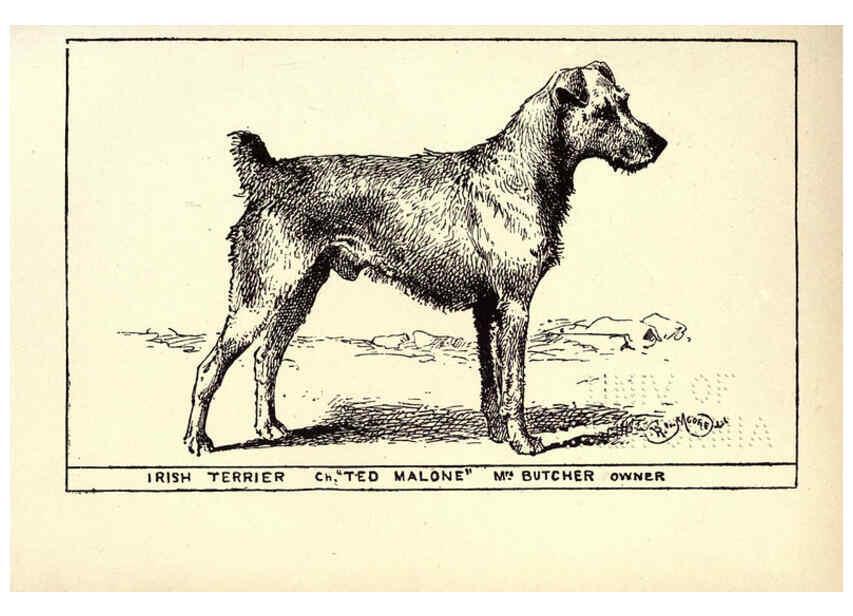 Reproducción/Reproduction 6234269498: All about dogs; a book for doggy people New York,J. Lane,1900