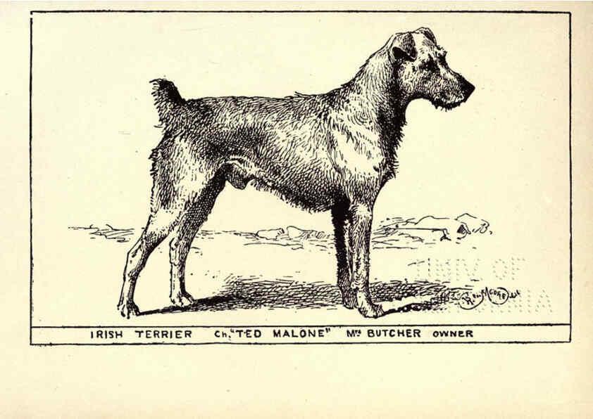 Reproducción/Reproduction 6234269498: All about dogs; a book for doggy people New York,J. Lane,1900