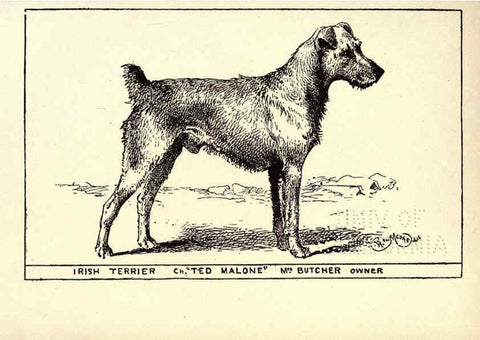 Reproducción/Reproduction 6234269498: All about dogs; a book for doggy people New York,J. Lane,1900