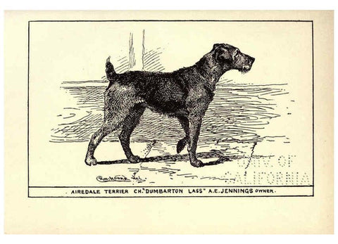 Reproducción/Reproduction 6234269636: All about dogs; a book for doggy people New York,J. Lane,1900