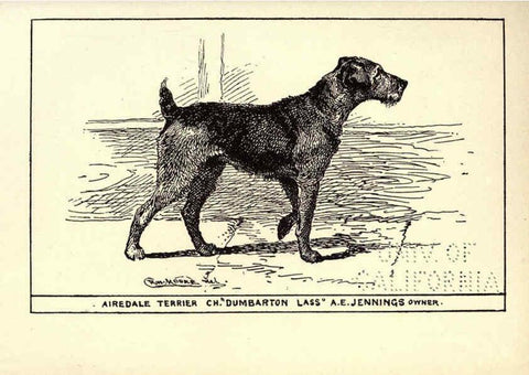 Reproducción/Reproduction 6234269636: All about dogs; a book for doggy people New York,J. Lane,1900