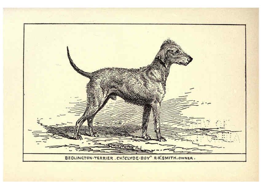 Reproducción/Reproduction 6234269786: All about dogs; a book for doggy people New York,J. Lane,1900