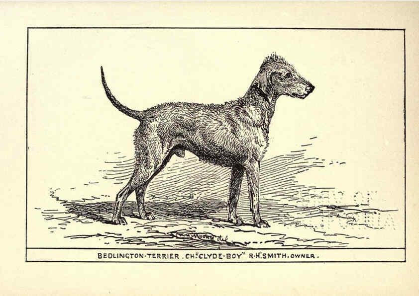 Reproducción/Reproduction 6234269786: All about dogs; a book for doggy people New York,J. Lane,1900
