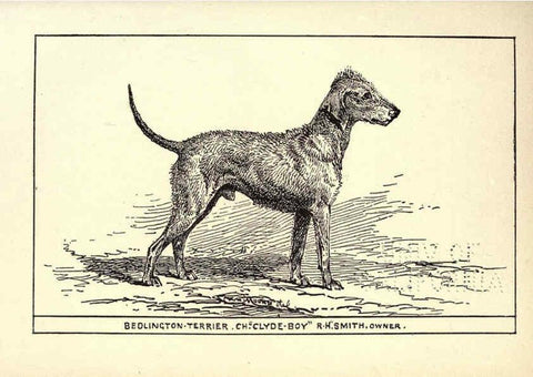 Reproducción/Reproduction 6234269786: All about dogs; a book for doggy people New York,J. Lane,1900