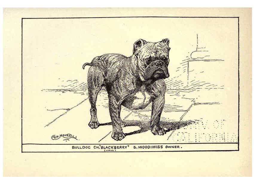 Reproducción/Reproduction 6234268628: All about dogs; a book for doggy people New York,J. Lane,1900