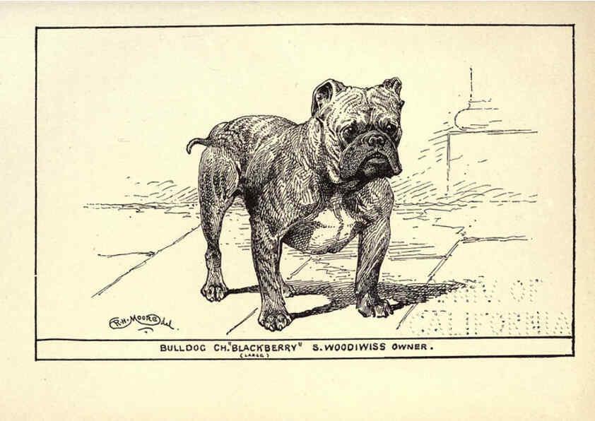 Reproducción/Reproduction 6234268628: All about dogs; a book for doggy people New York,J. Lane,1900