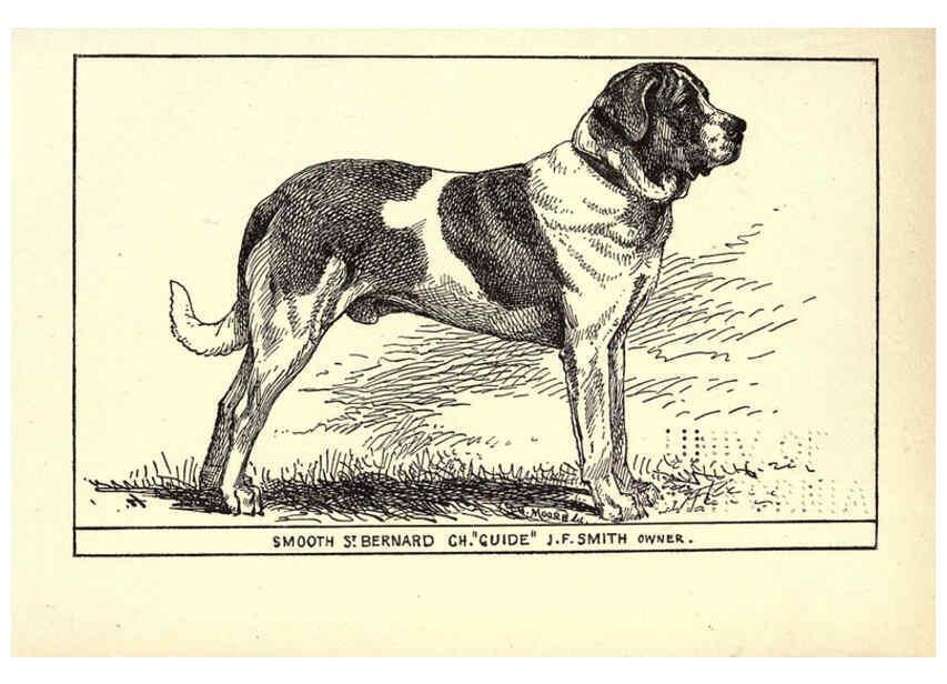 Reproducción/Reproduction 6233742759: All about dogs; a book for doggy people New York,J. Lane,1900