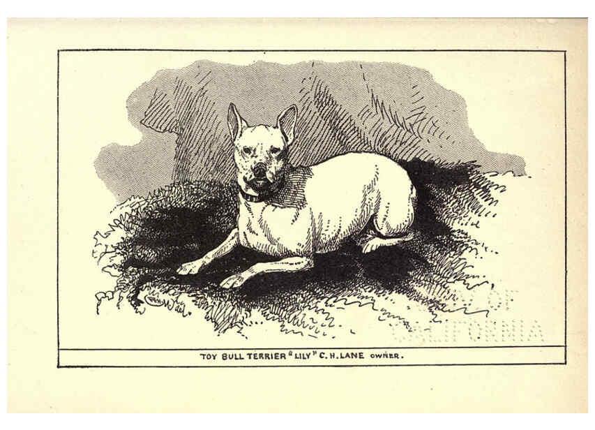 Reproducción/Reproduction 6233748437: All about dogs; a book for doggy people New York,J. Lane,1900