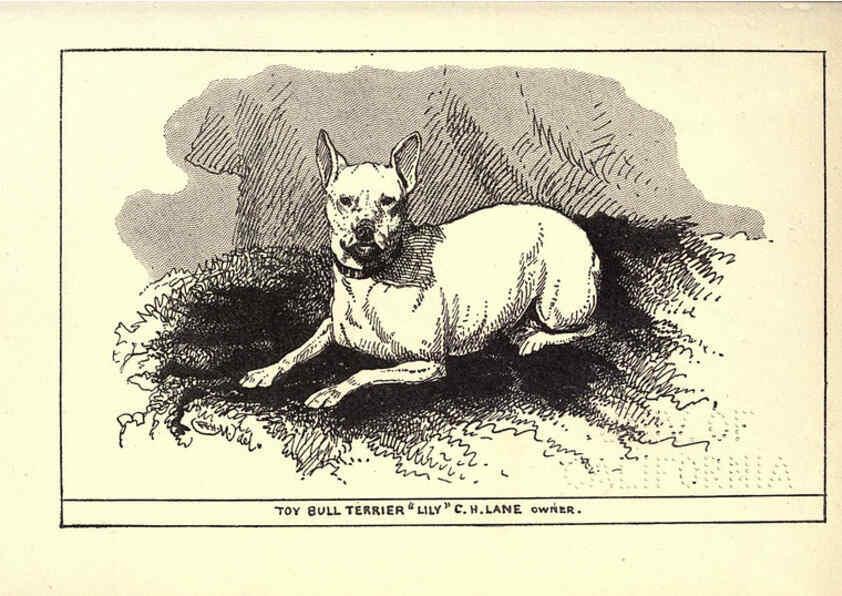 Reproducción/Reproduction 6233748437: All about dogs; a book for doggy people New York,J. Lane,1900
