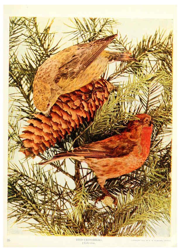 Reproducción/Reproduction 6234315824: Birds and nature in natural colors. v.1. Chicago :A.W. Mumford, Publisher,1913-1914