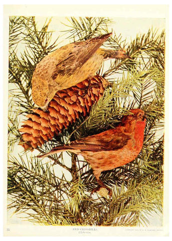 Reproducción/Reproduction 6234315824: Birds and nature in natural colors. v.1. Chicago :A.W. Mumford, Publisher,1913-1914